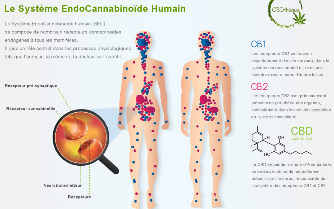Le système endocannabinoïde (SEC)